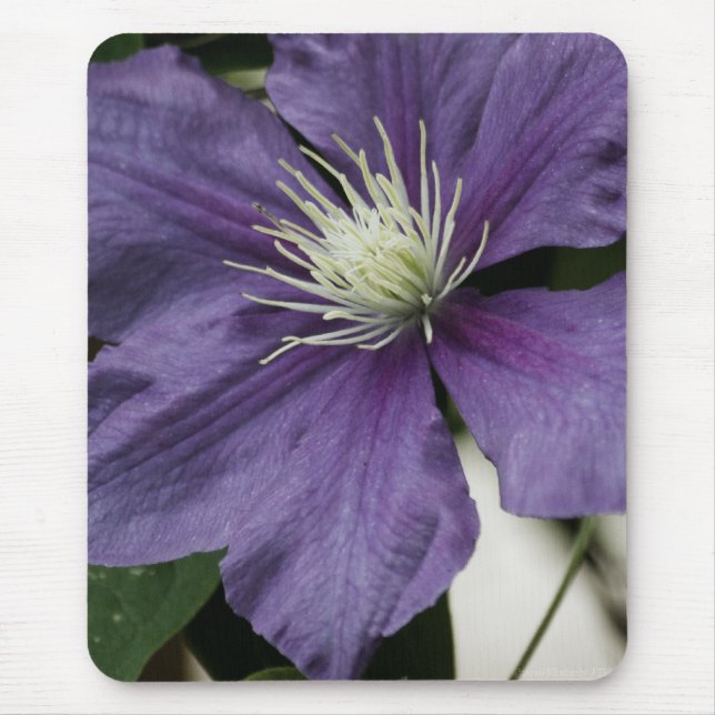 Purple Clematis Mousepad (Front)
