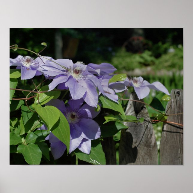 Purple Clematis On Fence In Sunlight Poster (Front)