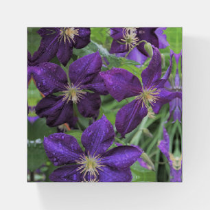 Purple Clematis Paperweight