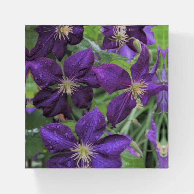 Purple Clematis Paperweight (Front)