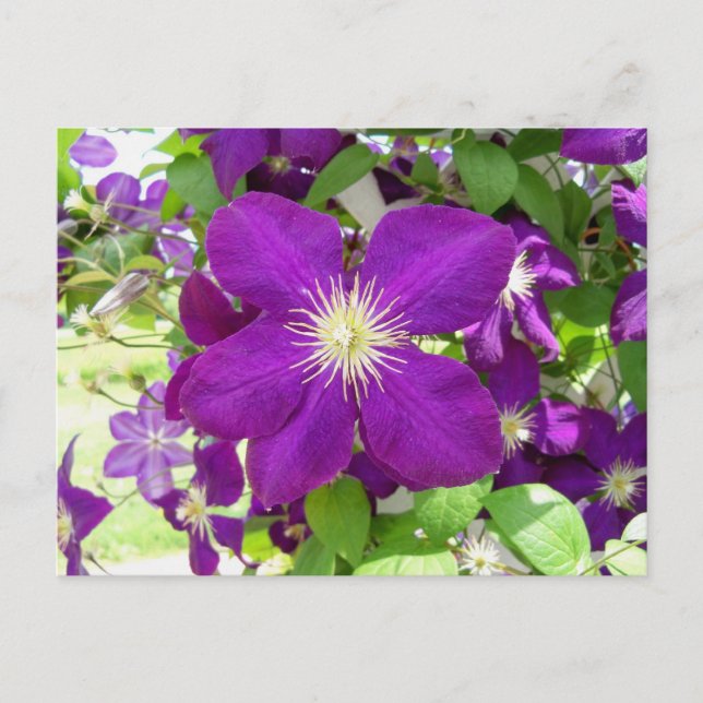 Purple Clematis Postcard (Front)