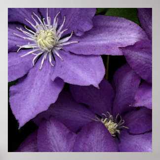 Purple Clematis Poster