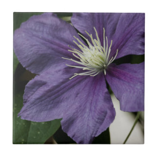 Purple Clematis Tile