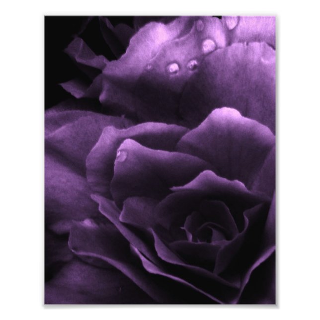 Purple Close Up of a Double Begonia Photo Print (Front)
