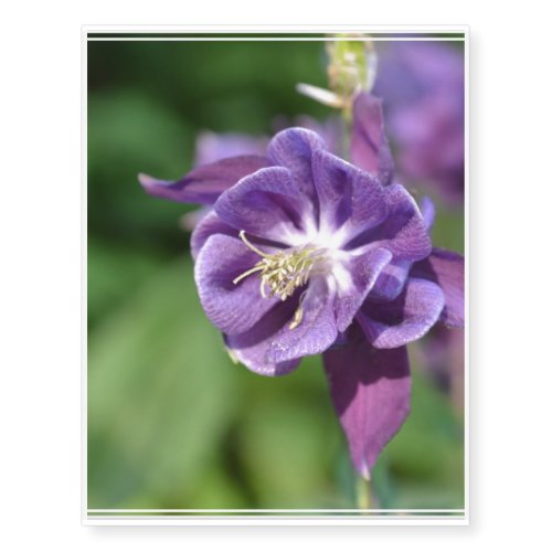 Purple Columbine Flower in Bloom Temporary Tattoos