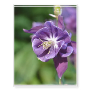 Purple Columbine Flower in Bloom Temporary Tattoos