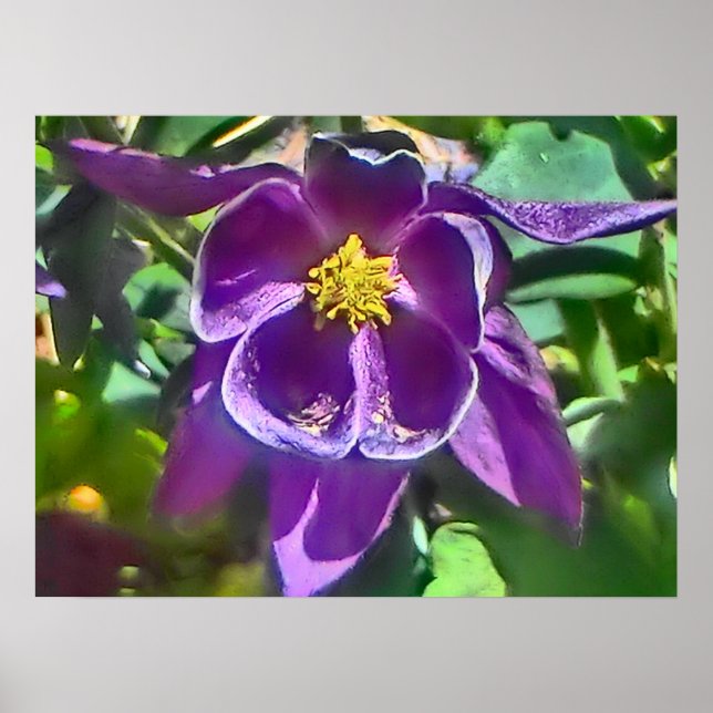 Purple columbine flower poster (Front)