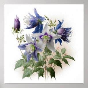 Purple Columbine Flowers Art Print Poster