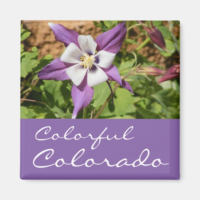 Purple Columbine Magnet (Front)