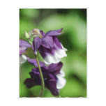 Purple Columbine Postcard