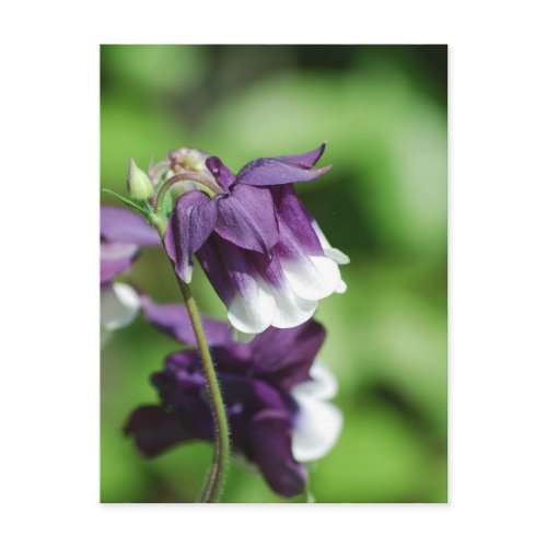 Purple Columbine Postcard