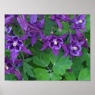 Purple Columbines -11 x 8.5 Poster