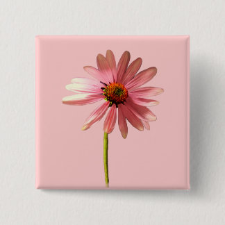 Purple Cone Flower Echinacea purpurea Button