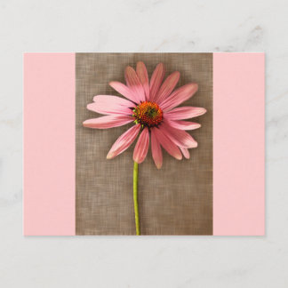Purple Cone Flower Echinacea purpurea Postcard