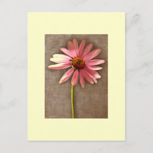 Purple Cone Flower Echinacea purpurea Postcard