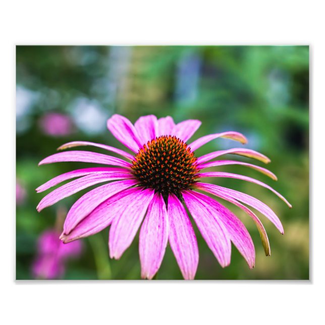 Purple Cone Flower Print (Front)