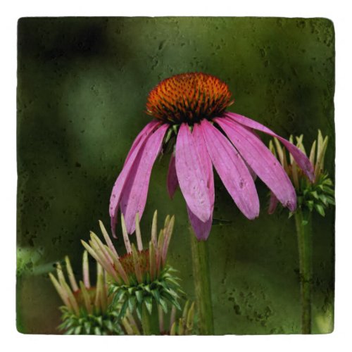 Purple Cone Flower Trivet