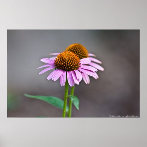 Purple Cone Flower Twins Poster