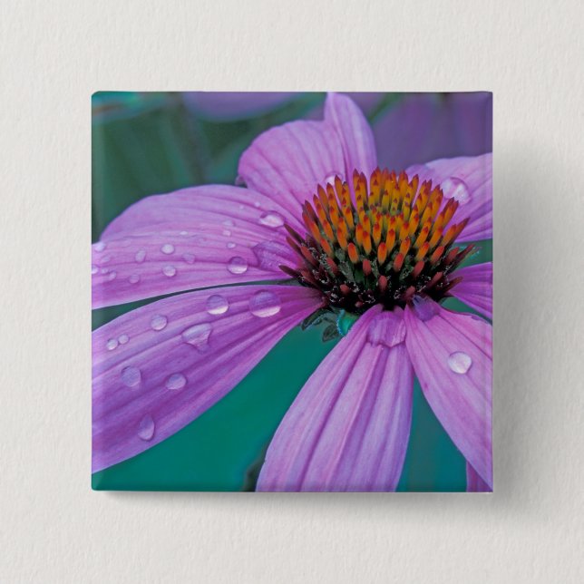 Purple Cone flower with water drops Pinback Button (Front)
