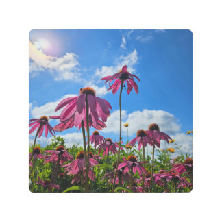 Purple Cone Flowers Metal Print
