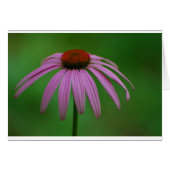 Purple Coneflower (Front Horizontal)