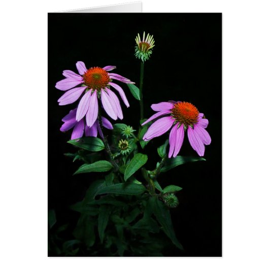 Purple Coneflower (Front)