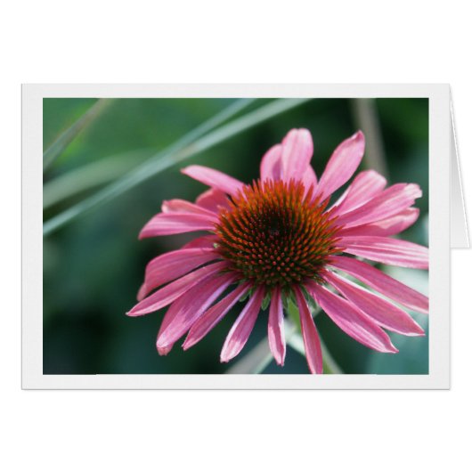 Purple Coneflower Card (Front Horizontal)