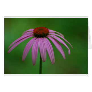 Purple Coneflower Cards