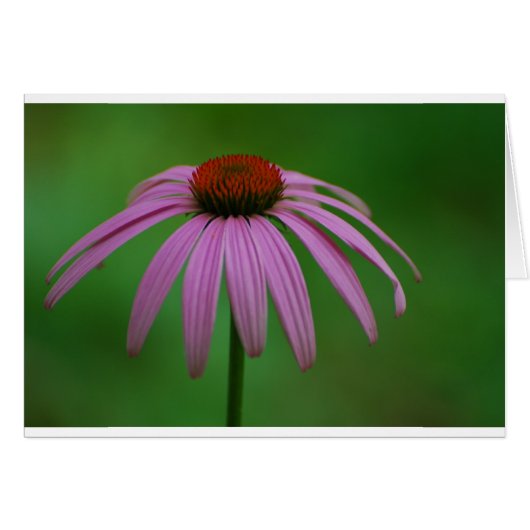 Purple Coneflower Cards (Front Horizontal)