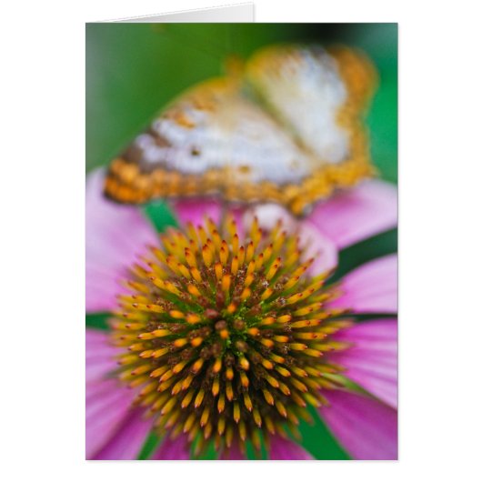 Purple Coneflower Cards (Front)