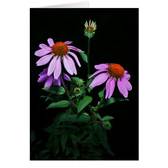 Purple Coneflower Cards (Front)