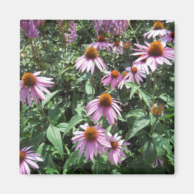 Purple Coneflower Magnet (Front)