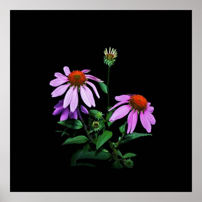 Purple Coneflower On Black Poster (Front)