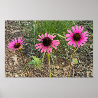 Purple Coneflower Photo Poster