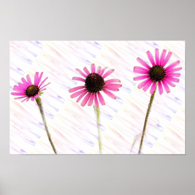 Purple Coneflower Photo Poster (Front)