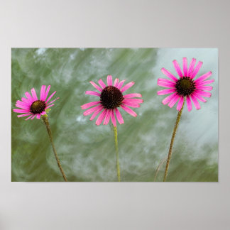 Purple Coneflower Photo Poster