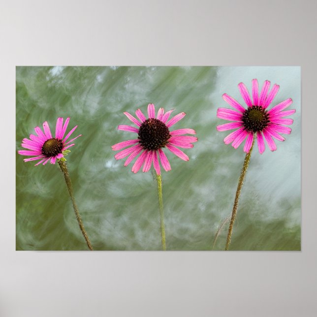 Purple Coneflower Photo Poster (Front)