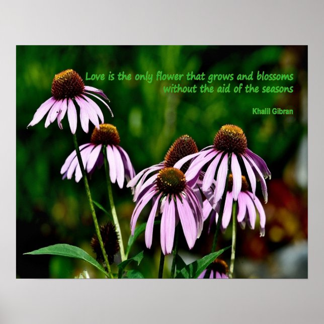 Purple coneflower photo with Khalil Gibran quote Poster (Front)