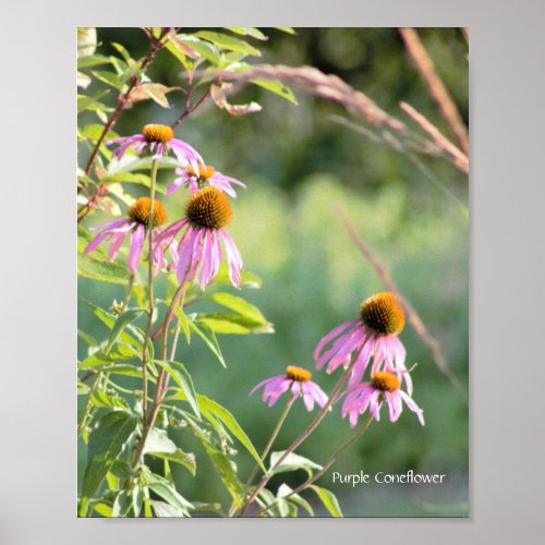 Purple Coneflower Poster