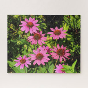Purple Coneflowers, Bute Park, Cardiff, Wales Jigsaw Puzzle