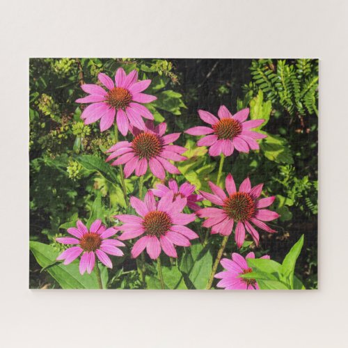 Purple Coneflowers Bute Park Cardiff Wales Jigsaw Puzzle