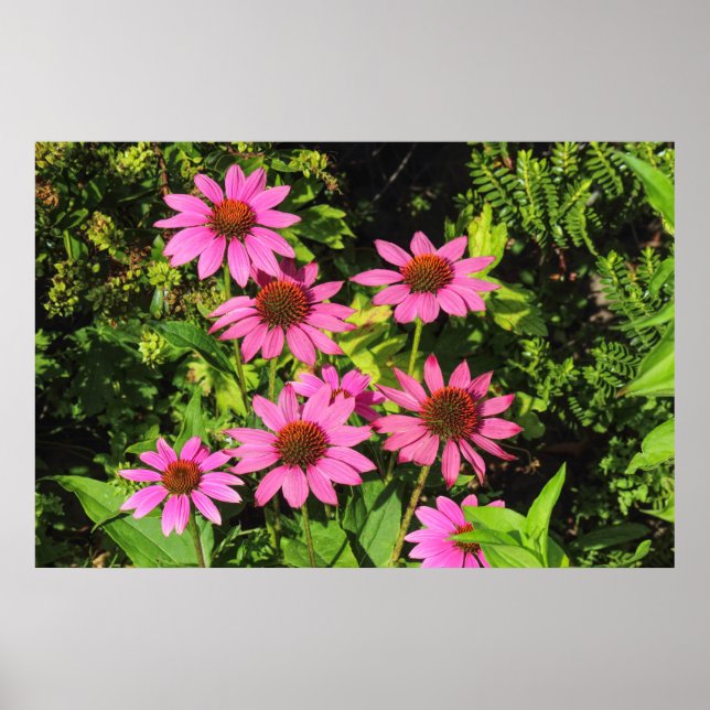 Purple Coneflowers, Bute Park, Cardiff, Wales Poster (Front)