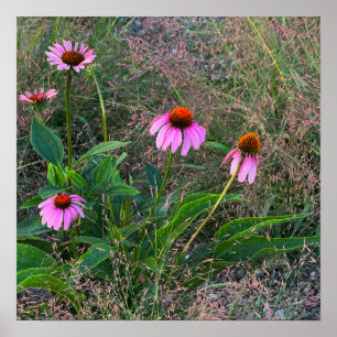 Purple Coneflowers Photo Poster