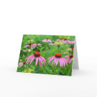 Purple Coneflowers