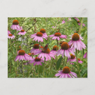 Purple Coneflowers with Butterfly DIY Postcard