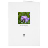 Purple Cornflower (Back)