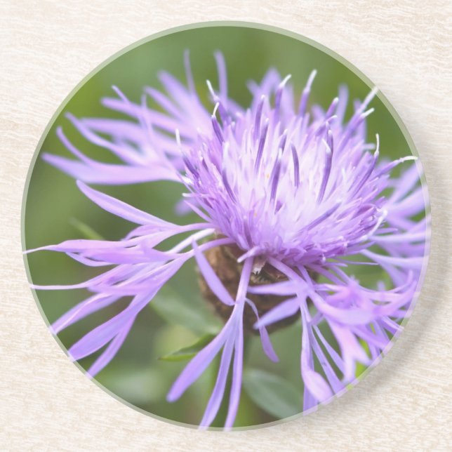 Purple Cornflower Drink Coaster (Front)