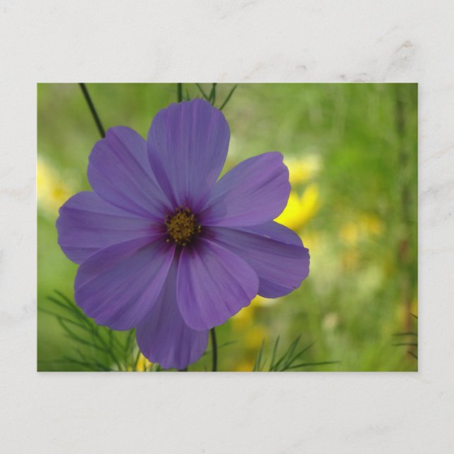 Purple Cosmea Flower DIY Postcard (Front)