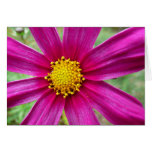Purple Cosmos Flower Beautiful Wildflower Card