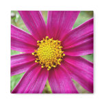 Purple Cosmos Flower Beautiful Wildflower Magnet